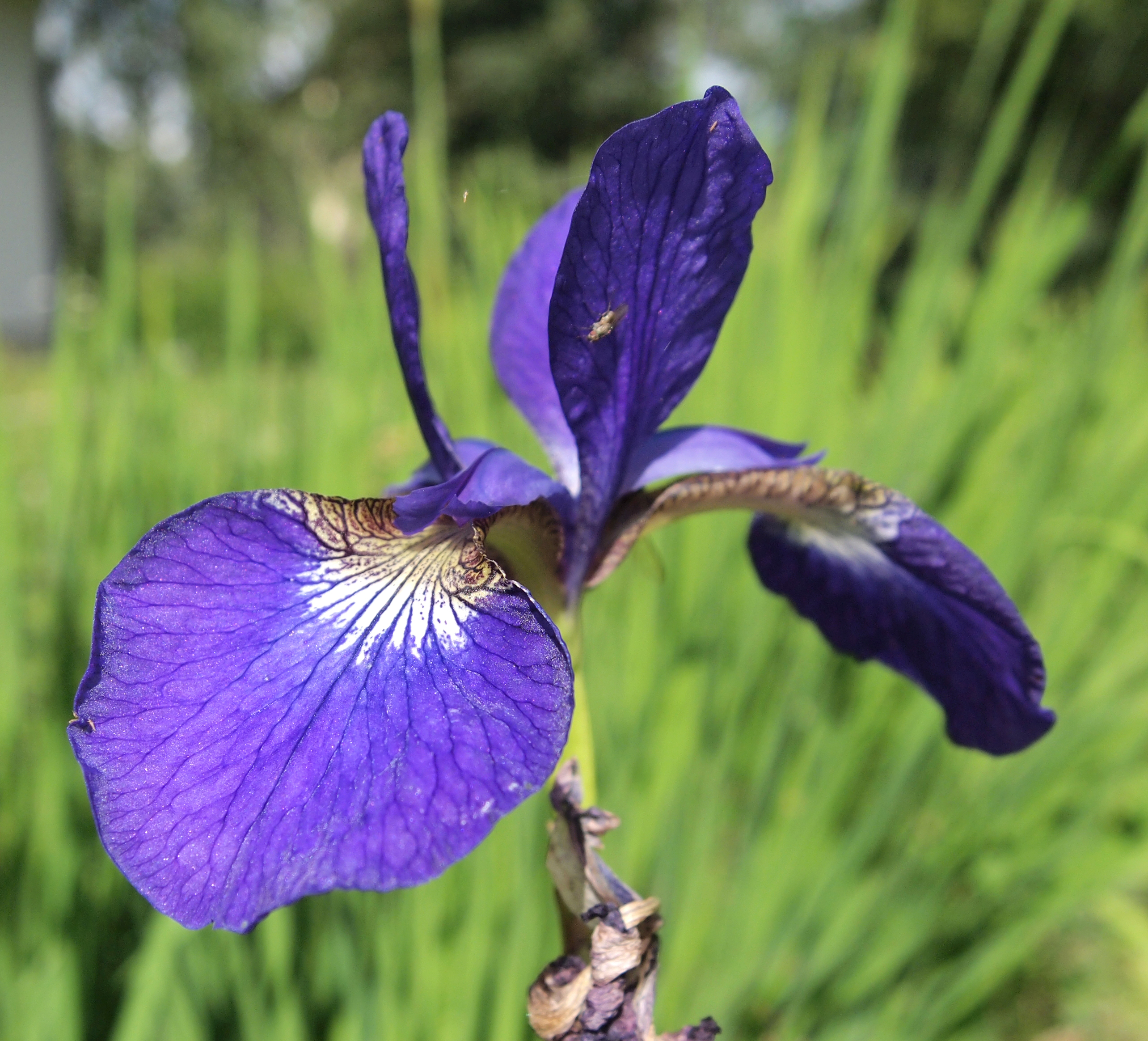 Iris setosa