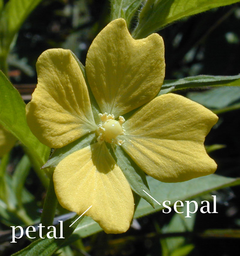 petal and sepal